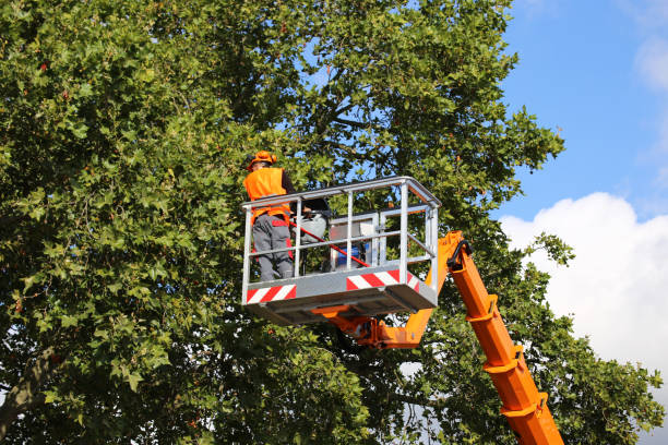 Trusted Lakefield, MN Tree Services Experts